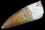 Real Spinosaurus Tooth - Top Quality Tooth #87208-1